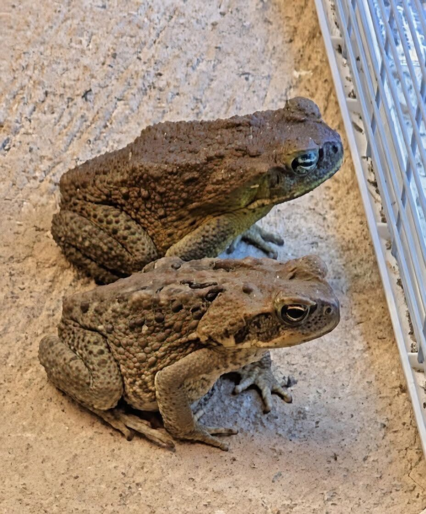 Did you know that toads come to your house when...See more